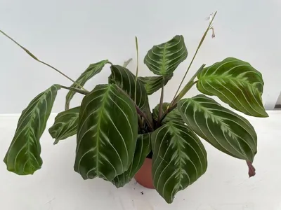 Zdjęcie produktu dla Maranta leuconeura 'Exclusive Dark' ok. 30 cm Arrowroot - Roślina domowa - Roślina zielona