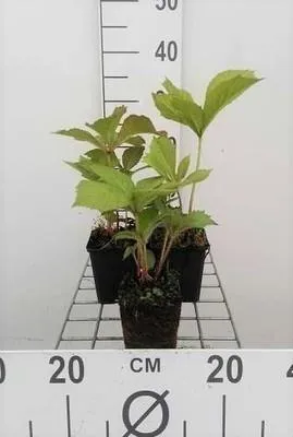 Obrázok produktu pre 6 x Rodgersia aesculifolia - gaštanovolistá vstavačovitá - kvetináč 9 x 9 cm