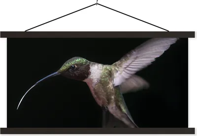 Produktbild von MuchoWow® Textilposter Kolibri - Vogel - Federn 150x75 cm mit schwarzem Rahmen - Posterleiste