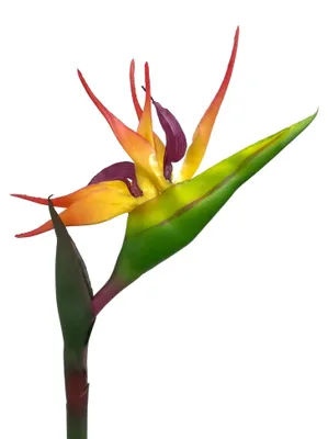 Produktbild von Künstliche Strelitzie ca. 83cm Paradiesvogelblume Papageienblume