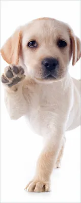 Produktbild von Wallario Poster - Süßer Labrador-Welpe sagt Hallo, Kunstdruck Größe: 50 x 125 cm