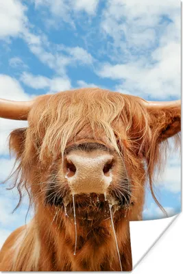 Produktbild von MuchoWow® Poster Schottischer Highlander - Wolke - Tiere 120x180 cm - Kunstposter