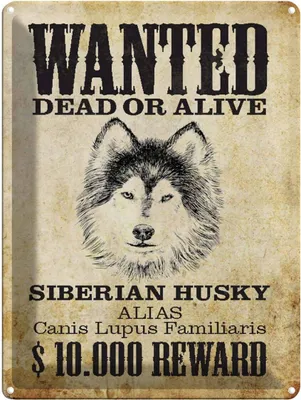 Produktbild von vianmo Blechschild 40x30 cm Hund wanted Siberian Husky