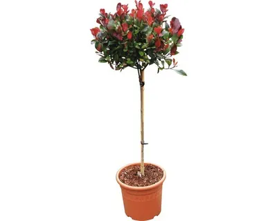 Obrázek produktu pro Blýskalka zakrslá na kmínku FloraSelf 'Little Red Robin' kmen 40 cm květináč 6 l