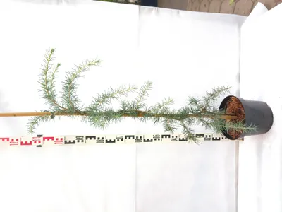 Produktbild von Cedrus deodara 'Eisregen' 100–140 cm Himalaya-Zeder stahlblau immergrün