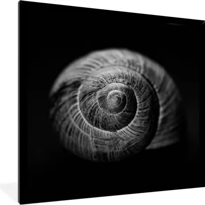Produktbild von MuchoWow® Gerahmtes Poster Schnecke - Tiere - Schwarz - Weiß - Schneckenhaus 40x40 cm - Poster mit Schwarzem Bilderrahmen Wandposter Rahmen Foto Bilder - Mit Rahmen - Wanddekoration Schlafzimmer