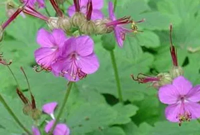 Obrázok produktu pre 6 x Geranium macrorrhizum - Žeriavovník - Kvetináč 9 x 9 cm