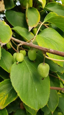 Image de Actinidia arguta 'Issaï'/ Kiwaï 'Issaï' (Autofertile)