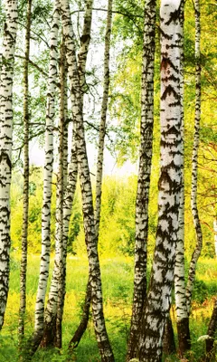 Produktbild von Fototapete - Birch Path 150x250cm - Vliestapete