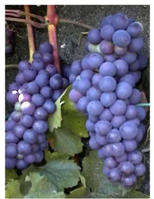 Zdjęcie produktu dla Vitis 'Boskoop Glory' - Winorośl - Niebieskie winogrona - Doniczka 40-60 cm