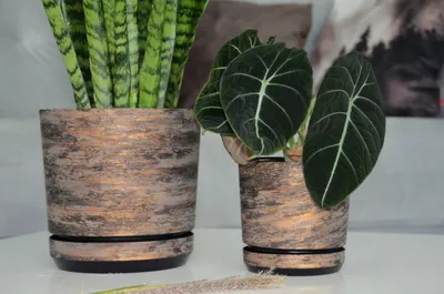 Produktbild von Kerd Dekor 12 Blumentopf mit Untersetzer Holzoptik 12cm
