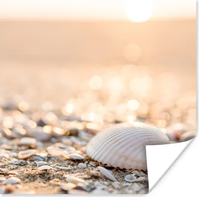 Produktbild von MuchoWow® Poster Muscheln - Weiß - Strand - Sommer 75x75 cm - Wand Dekoration