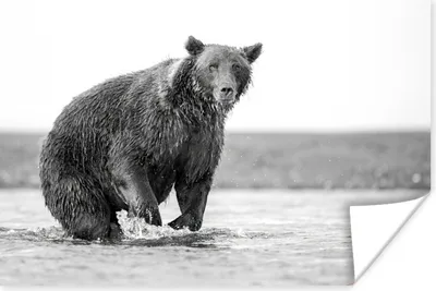 Produktbild von MuchoWow® Poster Bär - Fisch - Wasser 30x20 cm - Plakate - Print