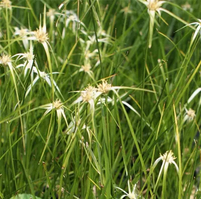 Produktbild von Sternentänzergras, Edelweißgras - Rhynchospora variagata, Topf 12 cm - 13 cm