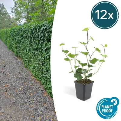 Produktbild von Bodendecker - Irischer Efeu - Hedera hibernica - 9cm Topf - Set mit 12 Pflanzen
