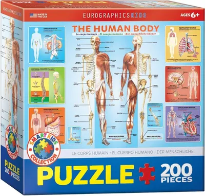 Zdjęcie produktu dla EUROGRAPHICS Human Body Puzzle 200 elementów