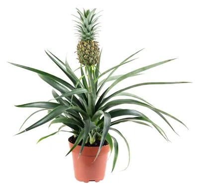 Produktbild von Ananas (mit Frucht) - pflegeleichte Zimmerpflanze, Ananas Corona - Höhe ca. 45 cm, Topf-Ø 12 cm