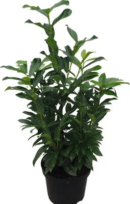 Produktbild von Vavrínovec lekársky 'Genolia' FloraSelf Prunus laurocerasus 'Genolia' 80-100 cm Click-kontajner
