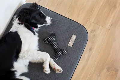 Produktbild von DOTTY Orthopädische Hundematratze, Memory foam VISCO Orthopädisches Hundebett Farbe Graphite Größe M (90 cm x 60 cm)