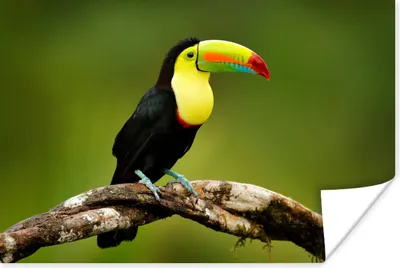Produktbild von MuchoWow® Poster Vogel - Tukan - Regenbogen - Grün - Zweig 120x80 cm - Bilder