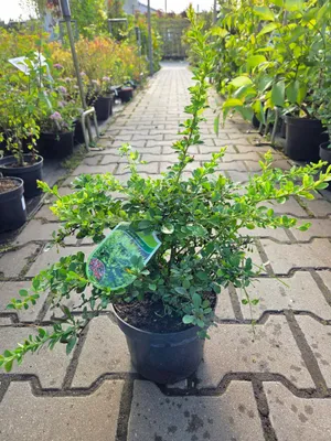 Zdjęcie produktu dla Berberis Thunbergii Green Carpet - Berberys Thunberga C2 - zestaw 3 sadzonek