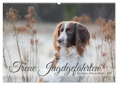 Produktbild von Treue Jagdgefährten Der kleine Münsterländer (Wandkalender 2027 DIN A2 quer), CALVENDO Monatskalender