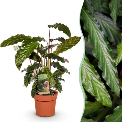 Produktbild von Green boutiQ - Zimmerpflanzen - Calathea Rufibarba - Pfauenpflanze - Wenig Pflege - Grün - 1 Pflanze - Topf 17cm - Höhe 55-60cm