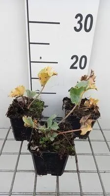 Produktbild von 6 x  Eryngium maritimum - Mannstreu - Topf 9 x 9 cm