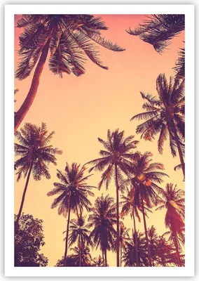 Produktbild von Poster - Poster ohne Rahmen - Palmen Himmel Sonne - 70x100 cm - Wand Bild - Wanddeko - Wandbilder - Kunstposter - Wandposter - Bilder - Kunstdruck - Wanddekoration - Wandbild - P2XPA70x100-4220