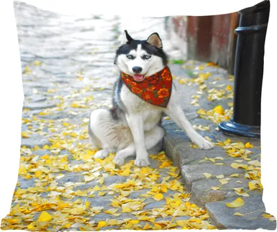 Produktbild von MuchoWow® Zierkissen Sofakissen Wohnzimmer Dekokissen 60x60 cm Hund - Herbst - Husky - Sitzfläche - Foto Polster
