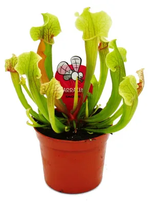 Obrázek produktu pro Trubkovitá rostlina - Sarracenia sii - Masožravá rostlina - 9cm květináč