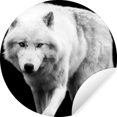 Produktbild von MuchoWow® Runde Wandtattoo - Wandsticker Tapete Aufkleber Wolf - Tier - Schwarz - Weiß Ø 100 cm Selbstklebend und Repositionierbar - Wandaufkleber - Kreis - Tapetenkreis - Wandbild rund - Schlafzimmerdekoration - Wanddeko - runde Tapete - Kunst für zu Hause