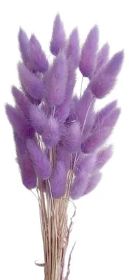 Produktbild von Kaninchenschwanzgras getrocknet - 50 Stück flauschige Trockenblumen - Dekoration für Vase und Tisch - Blauviolett