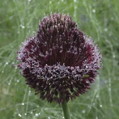 Image de Allium amethystinum 'Forelock' / Ail Forelock
