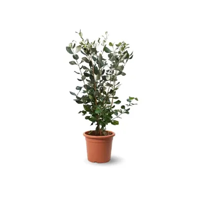Image de Feijoa sellowiana - arbuste persistant - ↕ 50-60 cm - ⌀ 21 cm - plante d'extérieur