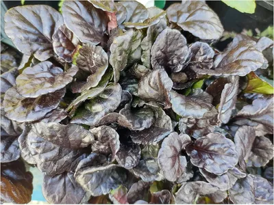 Produktbild von Stauden Gänge 3 x Ajuga reptans 'Black Scallop' - Kriechender Günsel - Tiefes Schwarz mit glänzendem Charme - Bienenfreundlich