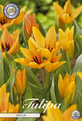 Artikelbild 2 von 'Tulpe Shogun (10 Stück)' aus der Kategorie Tulpenzwiebeln