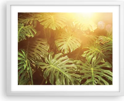 Produktbild von Gerahmtes Poster - Weißer Rahmen - Blätter Monstera Licht - 50x40 cm - Wand Bild - Wanddeko - Wandbilder - Kunstposter - Wandposter - Bilderrahmen - Bilder - Kunstdruck - P2WAA50x40-4540