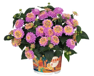 Produktbild von Wandelröschen pink Lantana camara Havana Rose