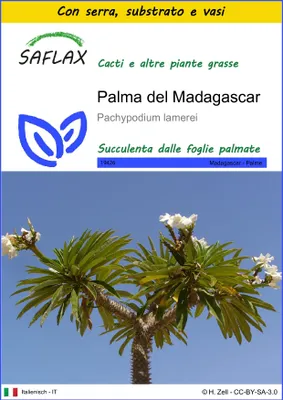 Immagine prodotto di SAFLAX Insieme di coltivazione - Palma del Madagascar - 10 semi - Pachypodium