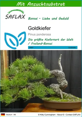 Produktbild von SAFLAX - Goldkiefer - Pinus ponderosa - 20 Samen - Mit keimfreiem Anzuchtsubstrat
