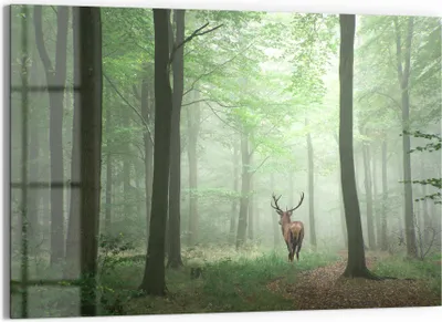 Produktbild von DEQORI Glasbild Echtglas 90x60 cm 'Hirsch zwischen Bäumen' Wandbild Bild modern Deko