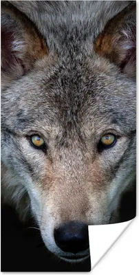 Produktbild von MuchoWow® Poster Wolf - Porträt - Schwarz 20x40 cm - Plakat - Foto