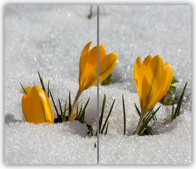 Produktbild von Tulup Glas-Herdabdeckplatte - 2x30x52cm - Glaskeramikkochfeld-Abdeckung Spritzschutz Zweiteilig Krokusse im Schnee