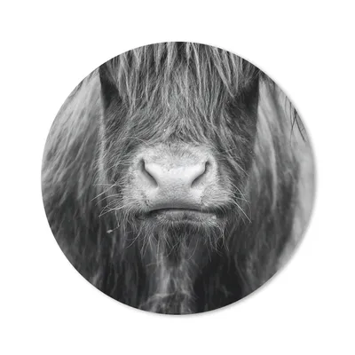 Produktbild von MuchoWow® Mauspad Mousepad Schottischer Highlander - Haare - Tiere 20x20 cm - Mousepads - Maus Mat - Pad - Mausunterlage - Schreibtischmatte