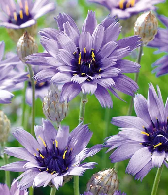 Produktbild von BALDUR Garten 3x Blaue Rasselblume 'Catananche', Pflanzen im 9x9 cm-Topf, erinnert an Kornblumen, trockenheitsverträglich, bienenfreundlich, winterhart, blüht über viele Wochen, für naturnahe Gärten