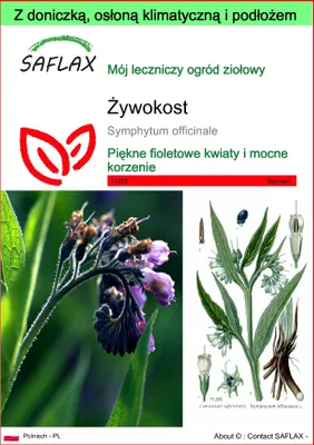 Zdjęcie produktu dla SAFLAX - Garden to go - Żywokost - 15 Nasiona - Z doniczką, pokrywą klimatyczną i podłożem do uprawy - Symphytum officinale