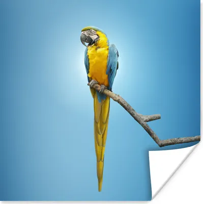 Produktbild von MuchoWow® Poster Papagei - Zweig - Blau 30x30 cm - Wandposter - Printing