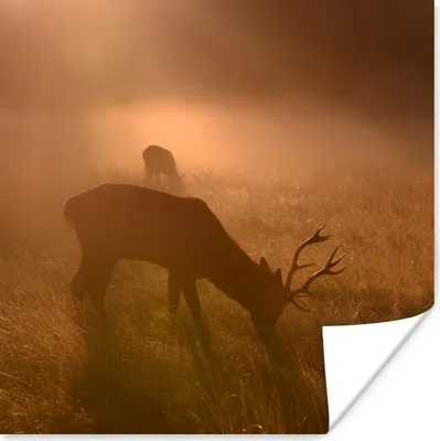 Produktbild von MuchoWow® Poster Hirsche - Nebel - Wald 75x75 cm - Wand Dekoration