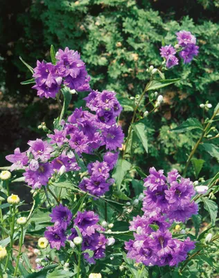 Produktbild von Campanula trachelium, Nesselblättrige Glockenblume, ca. 9x9 cm Topf